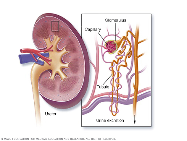 Secțiune transversală a rinichilor