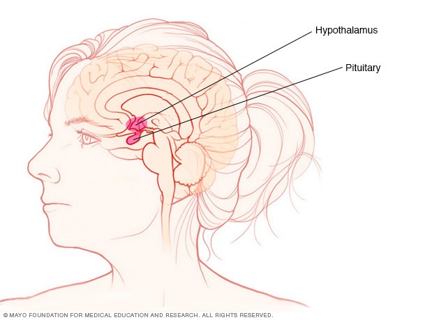 Glándula pituitaria e hipotálamo