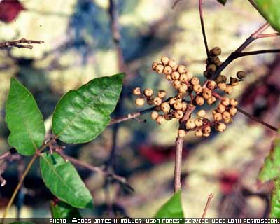 Tumbuhan ivy racun dengan buah beri
