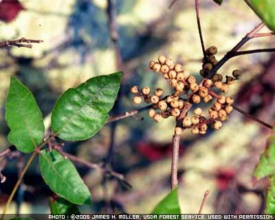 Poison Ivy Rash Disease Reference Guide Drugs Com