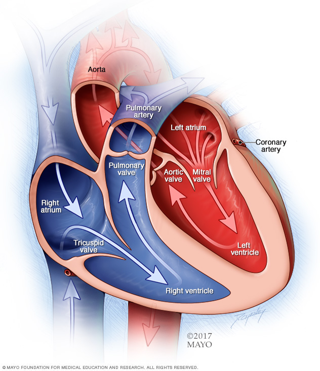 Kammern und Herzklappen