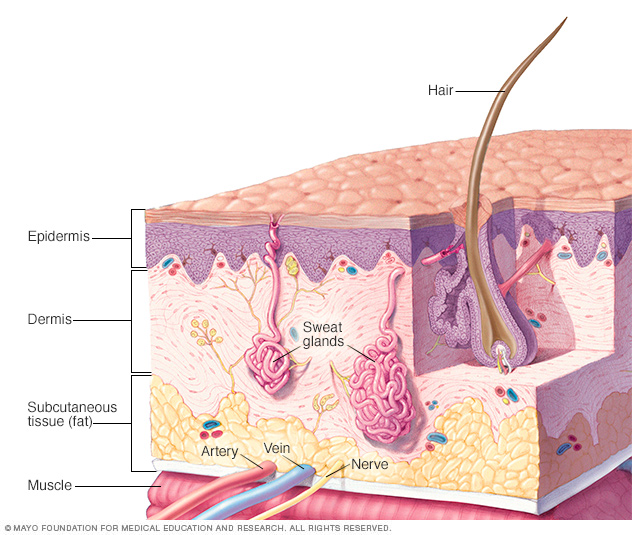 Anatomie de la peau