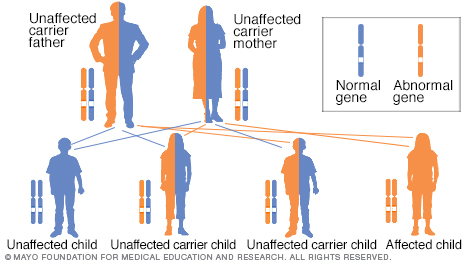 รูปแบบการสืบทอด autosomal recessive