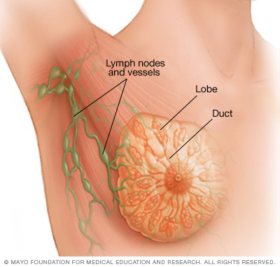 Anatomia mamaria