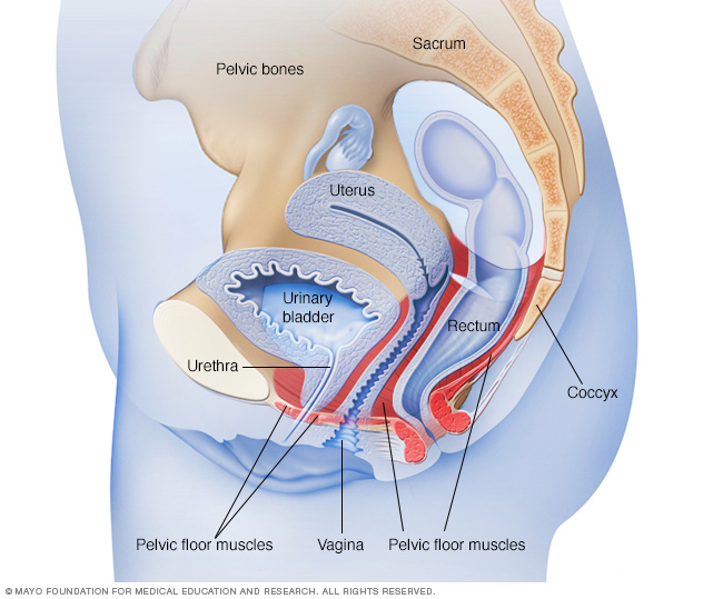 Kegel Exercises A How To Guide For Women Drugs Com