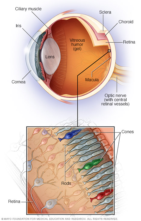 Teile des Auges