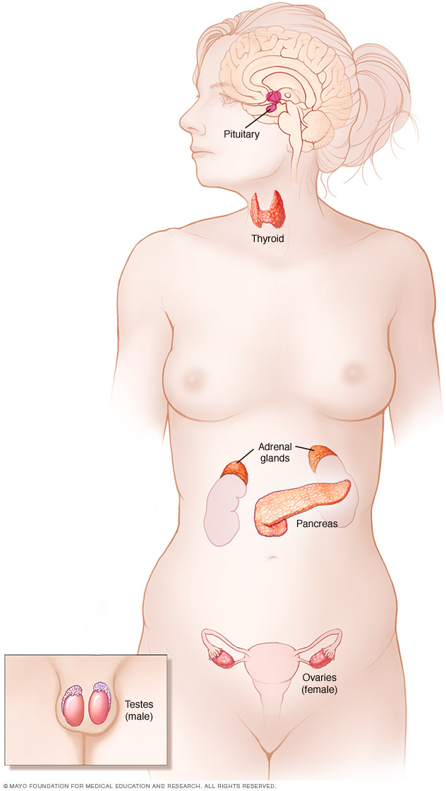 Układ hormonalny
