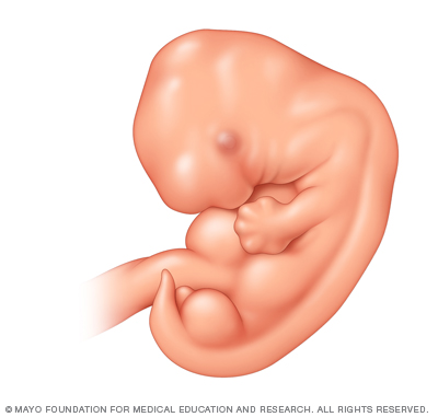 Fetal development: The 1st trimester - Drugs.com