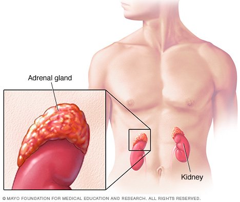 Adrenal corticosteroid function