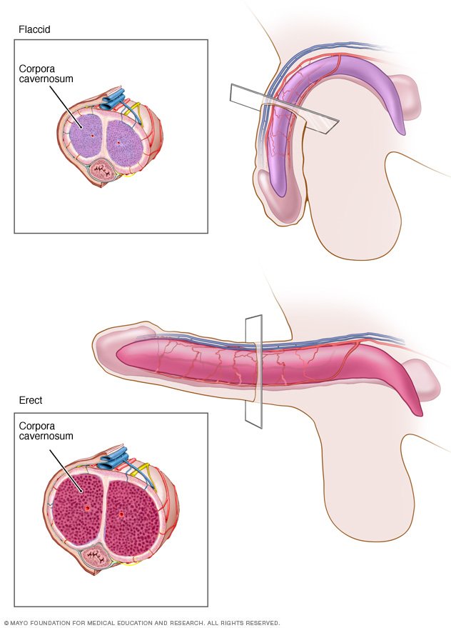 How to enlarge your penis without pills