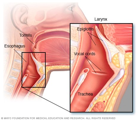your how to vibrate voice Disease  Guide Throat Reference Drugs.com cancer