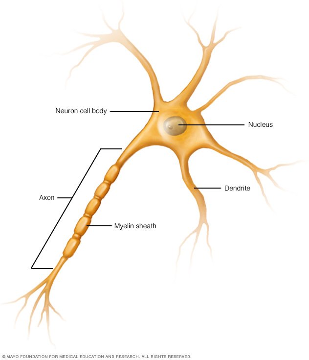 nerve cells Facts about nerve cells will inform you about the primary components of the nervous system nerve cells are also known as neurones or neurons they are cells that carry messages through an electrochemical process around your body. nerve cells Facts about nerve cells will inform you about the primary components of the nervous system nerve cells are also known as neurones or neurons they are cells that carry messages through an electrochemical process around your body.