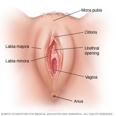 Female Vulva Pictures 45