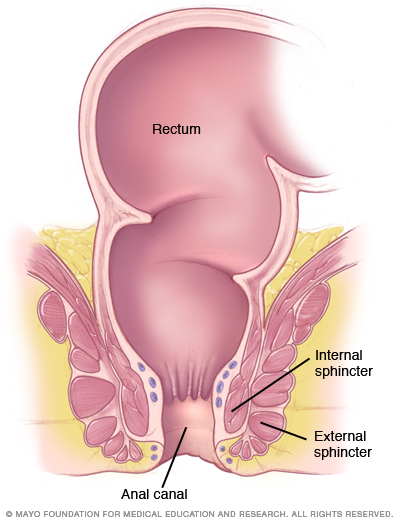 Function Of Anal Canal 93