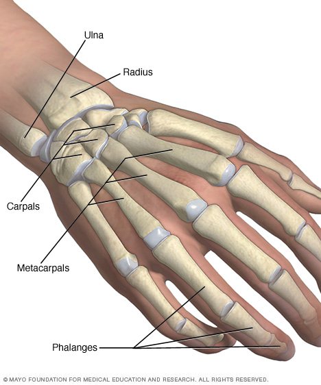 What is the wrist bone called?