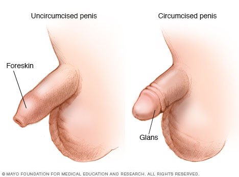 Circumcised Male Penis 92