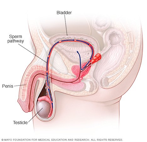 Something come make out sperm to have Theme, come make out sperm to words