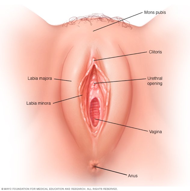 Vulva After Sex 97