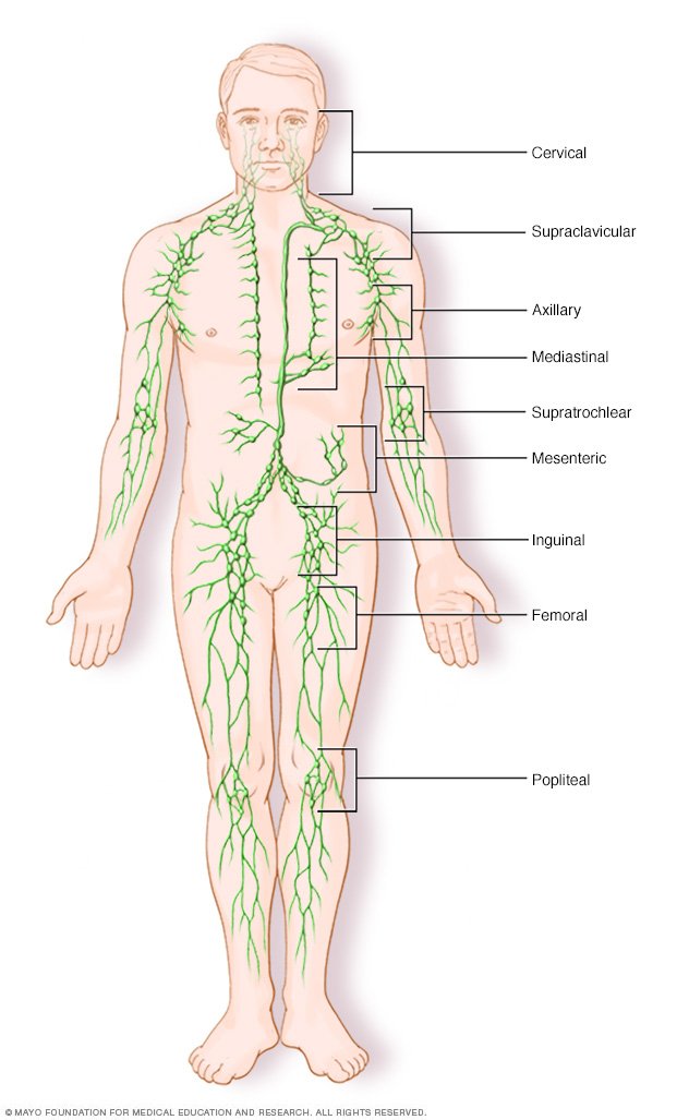 Hodgkin's lymphoma (Hodgkin's disease) Disease Reference ... lymph node locations diagram 