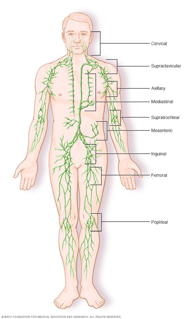 swollen lymph nodes in groin female swollen lymph nodes in groin female
