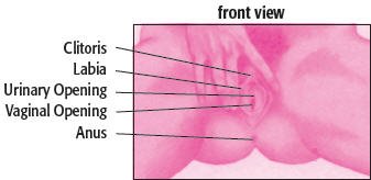 Fucking Porn Pix - How deep is your wifes vagina Porn Images Anal mega thread
