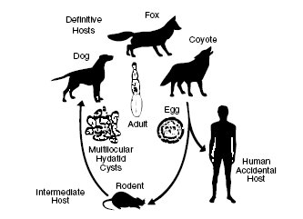 Tapeworm Lifecycle Graphic