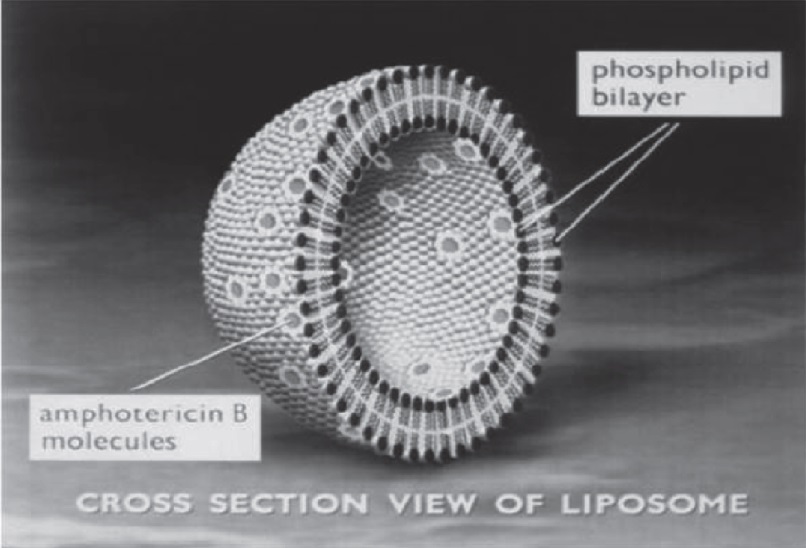 liposome