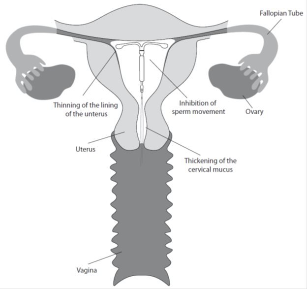 Pregnancy Chart