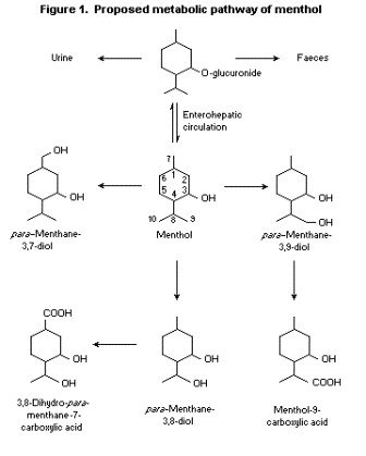 Metabolic Pathways of 2-Phenoxyethanol in Rats