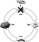 Life Cycle of the Flea 