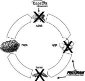 Life Cycle of the Flea 