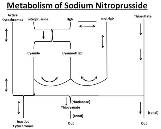 image descriptionmetabolic pathway