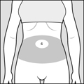 figure_c_abdomen