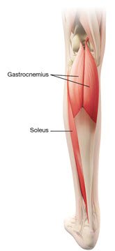 Figure_4_Muscles_Lower_Limb_Spasticity_Pediatric 
