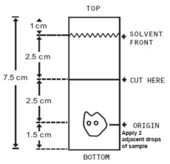 TLC Plate Diagram