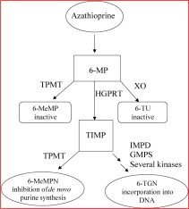 Side Effects Azathioprine Oral Imuran