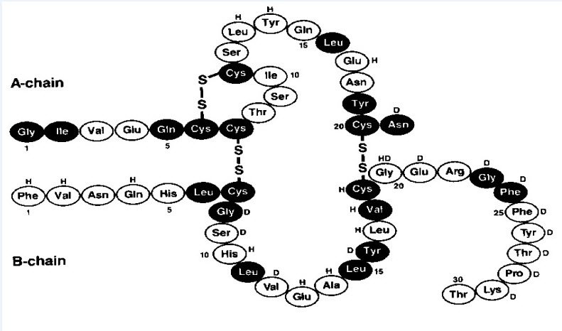 Structural Formula Insulin Human