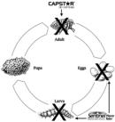 Life Cycle of the Flea