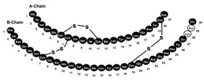 Primary Structure
