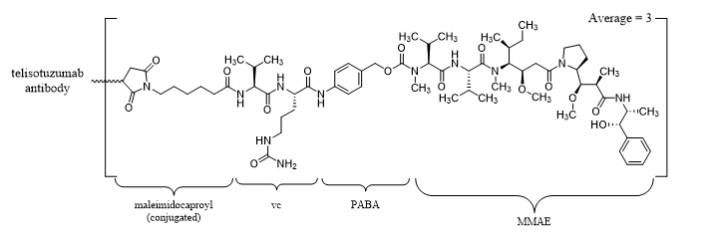 Telisotuzumab vedotin-tllv is a c-Met directed antibody-drug conjugate (ADC) comprised of a humanized immunoglobulin G1 kappa (IgG1κ) monoclonal antibody conjugated to the small molecule microtubule-disrupting agent, monomethyl auristatin E (MMAE), via a protease-cleavable valine-citrulline (vc) linker. The antibody is produced in a mammalian cell line (Chinese hamster ovary) and the drug-linker is produced by chemical synthesis. Each monoclonal antibody molecule carries an average of 3 MMAE molecules. Telisotuzumab vedotin-tllv has an approximate molecular weight of 152 kDa.