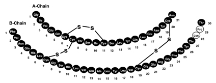 Primary Structure
