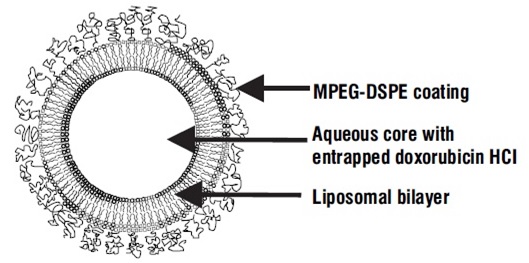 doxorubicin-pegylated-liposome