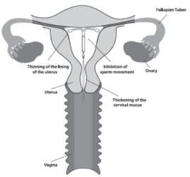 uterus