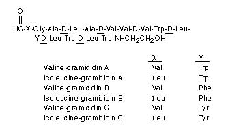 Gramicidin (structural formula)