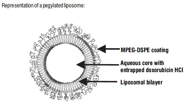 spl-doxorubicin-figure.jpg