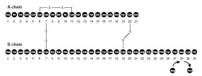 Molecular chain of insulin aspart.