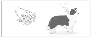 k9 advantix ii extra large dog directions