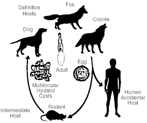 Drontal Dosage Chart